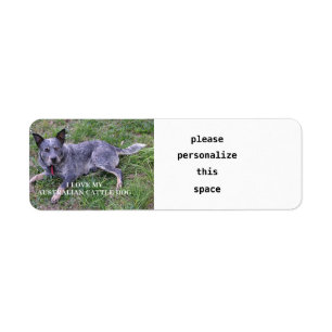 L'amour du chien de bétail australien avec pic