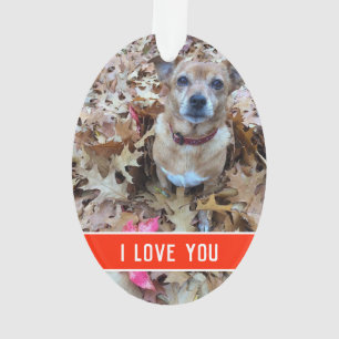 l'amour d'un chien