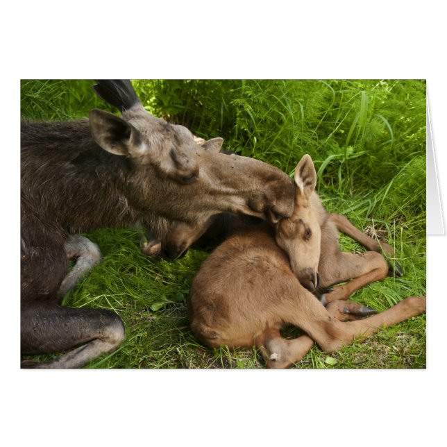 L'amour d'une mère (Devant horizontal)