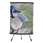 Jay bleu, Cyanocitta cristata