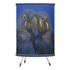 Hyacinth Macaw