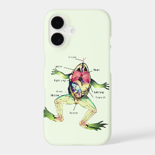L'anatomie verte de la grenouille