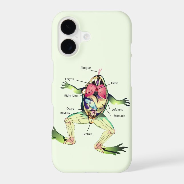 L'anatomie verte de la grenouille (Verso)