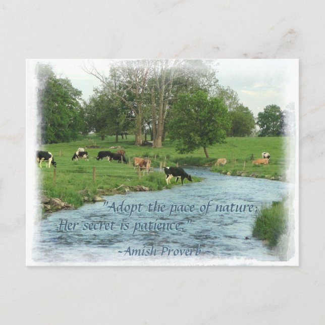 Lancaster Amish Postcard! Amish Proverb! COWS Postcard (Front)