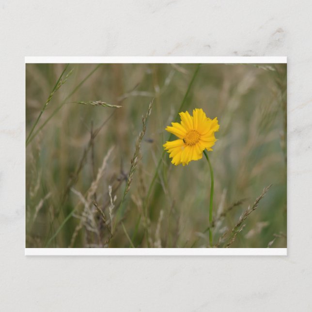 Lanceleaf Coreopsis Postcard (Front)