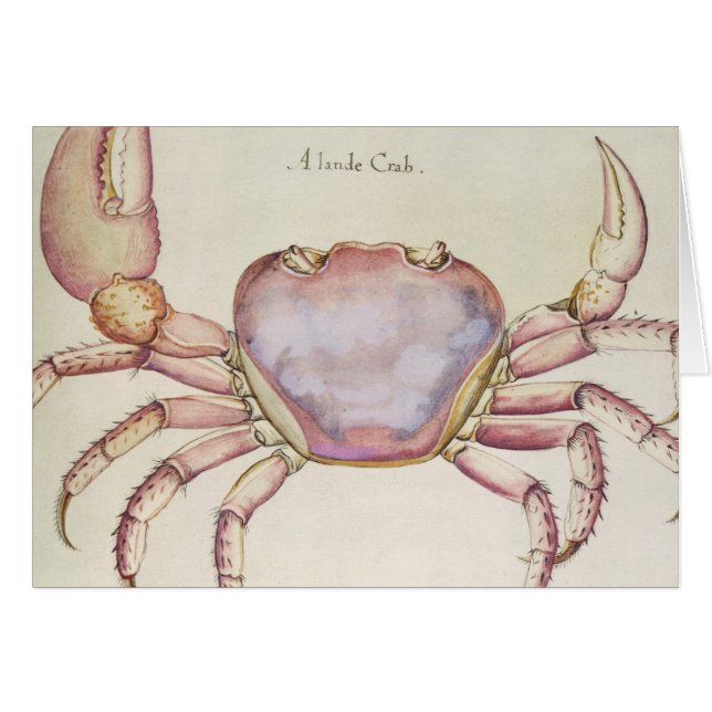 Land Crab (Front Horizontal)