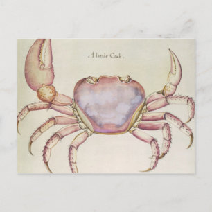 Land Crab Postcard