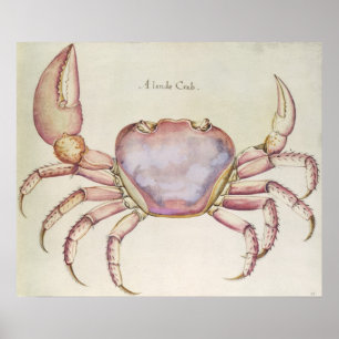 Land Crab Poster