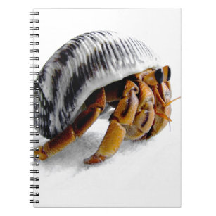 land hermit crab notebook