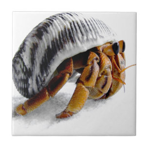land hermit crab tile