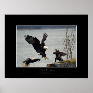 LANDING BALD EAGLE Photo Poster