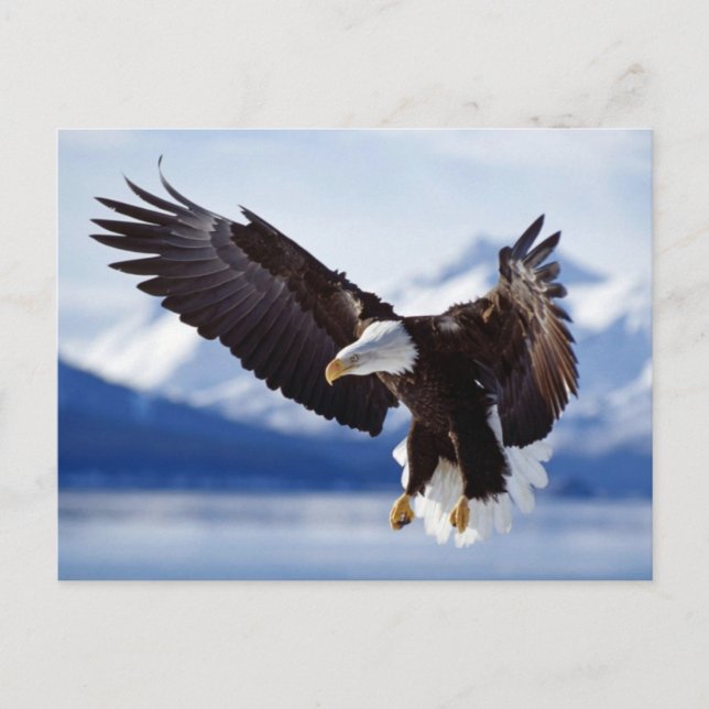 Landing Bald Eagle Postcard (Front)