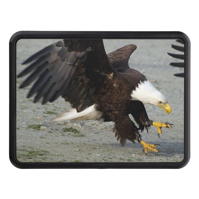 Landing Bald Eagle Wildife Photo Art Trailer Hitch Cover (Front)