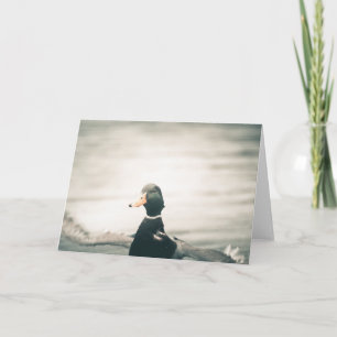 Landing Duck Nature Photo Card