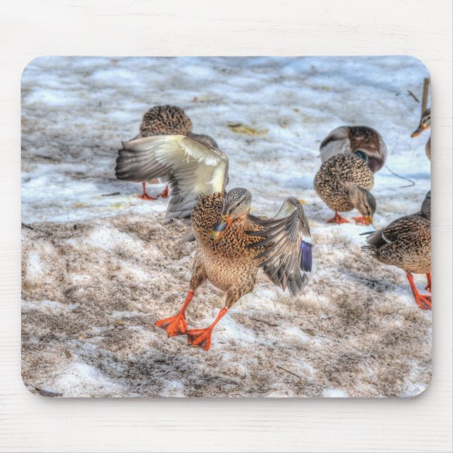 Landing Female Mallard Duck Birdlover Wildlife Mouse Pad (Front)