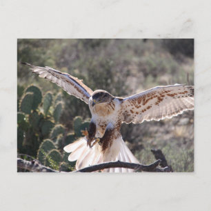 Landing Ferruginous Hawk Postcard