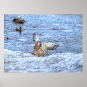 Landing Mallard Duck 3 Wildlife Photo Print