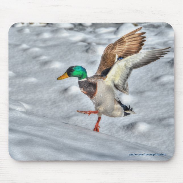 Landing Mallard Duck Drake Wildlife Photo Mouse Pad (Front)
