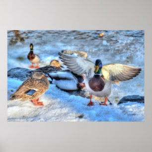 Landing Mallard Duck Drake Wildlife Photo Print