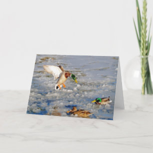 Landing Mallard Duck Wildlife Art Greeting-Card Card