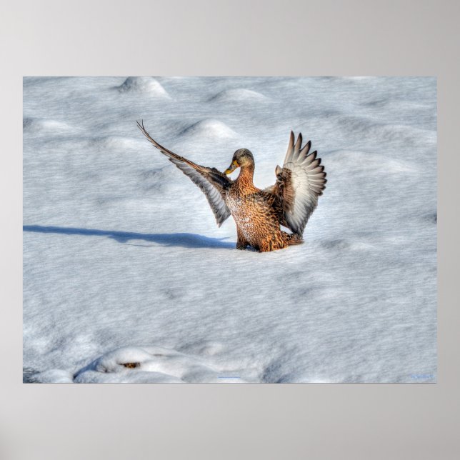 Landing Mallard Duck Wildlife Photo Print (Front)