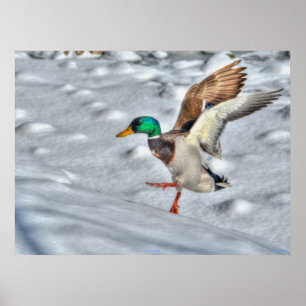 Landing Mallard Duck Wildlife Photo Print