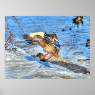 Landing Mallard Duck Wildlife Photo Print