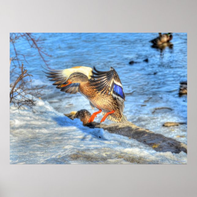 Landing Mallard Duck Wildlife Photo Print (Front)