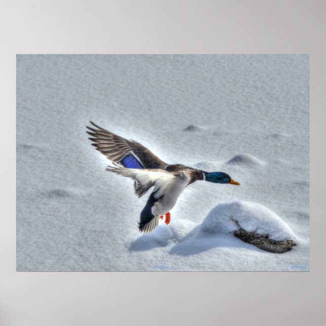 Landing Mallard Duck Wildlife Photo Print (Front)