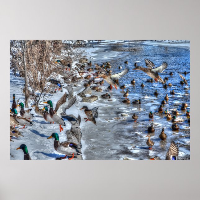 Landing Mallard Ducks & Drakes Wildlife Photo Poster (Front)