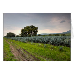 Landscape Of Blue Agave