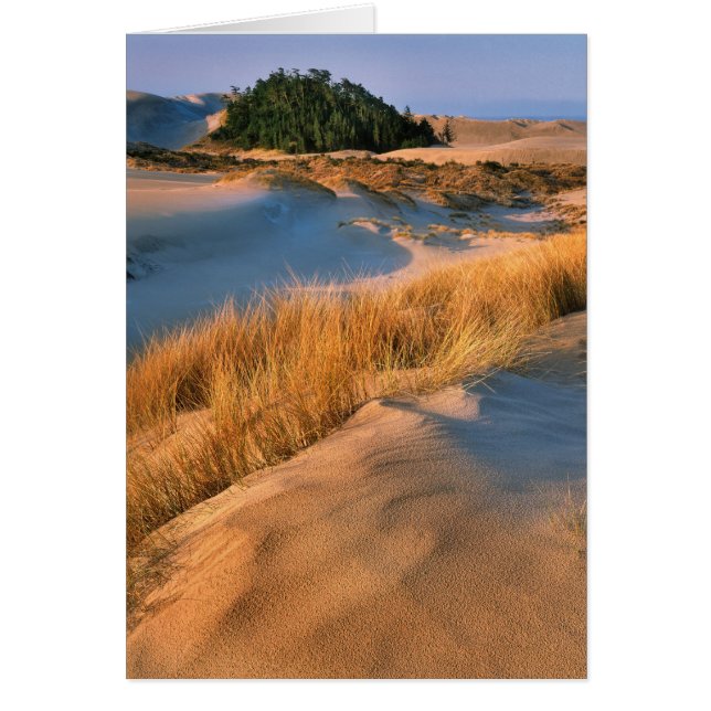 Landscape Of Oregon Sand Dunes (Front)