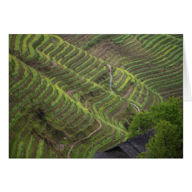 Landscape of rice terraces in the mountain, (Front Horizontal)