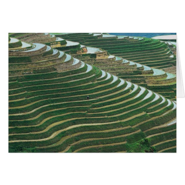 Landscape of rice terraces in the mountain, 3 (Front Horizontal)