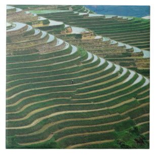 Landscape of rice terraces in the mountain, 3 tile