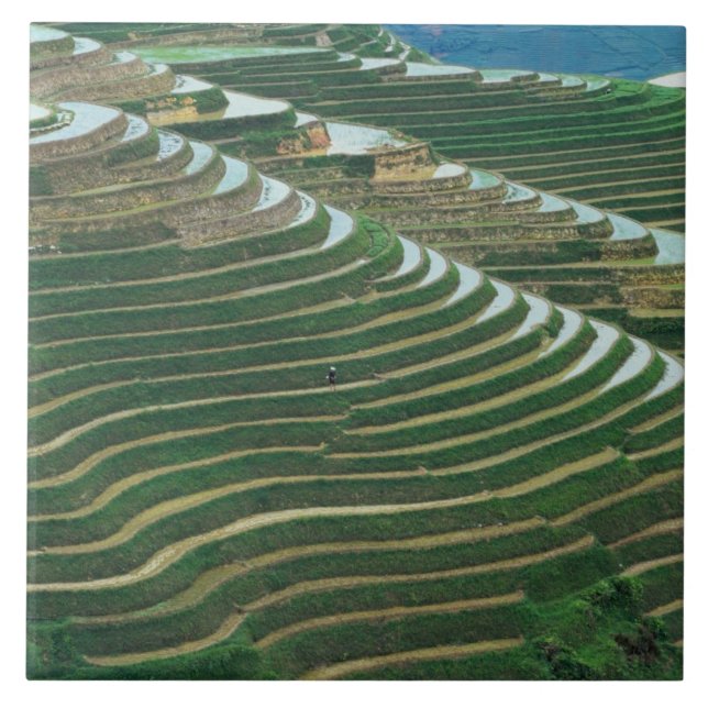 Landscape of rice terraces in the mountain, 3 tile (Front)