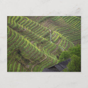 Landscape of rice terraces in the mountain, postcard