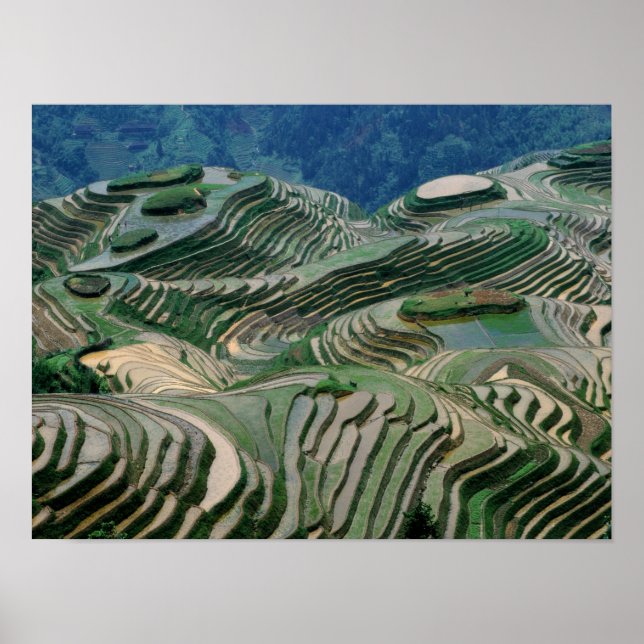 Landscape of rice terraces in the mountain, poster (Front)