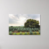 Landscape With Blue Agave