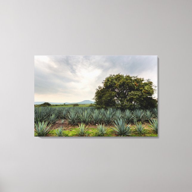 Landscape With Blue Agave Canvas Print (Front)