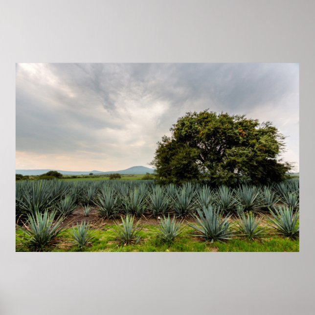 Landscape With Blue Agave Poster (Front)