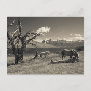 Landscape with horses postcard