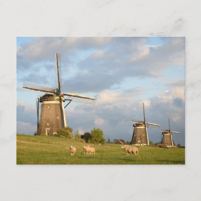 Landscape with windmills and sheep postcard (Front)
