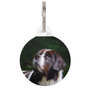 Landseer Dog. Pet Tag