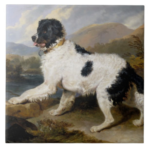 Landseer Newfoundland Dog (Black and White Animal) Tile
