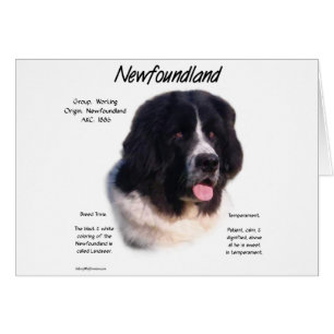 Landseer Newfoundland History; I love Newfies