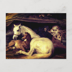 Landseer The Arab Tent Horses Announcement Postcard
