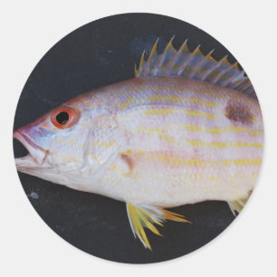 Lane Snapper Fish Classic Round Sticker