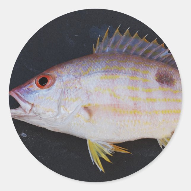 Lane Snapper Fish Classic Round Sticker (Front)
