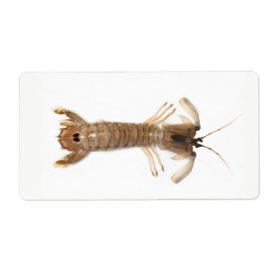 Langoustine